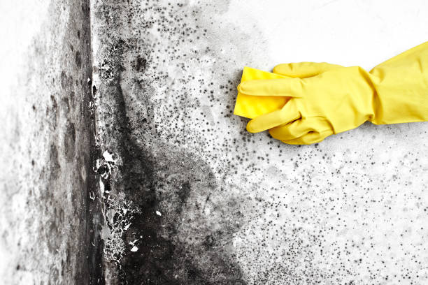 Best Air Quality Testing for Mold Spores  in San Manuel, AZ