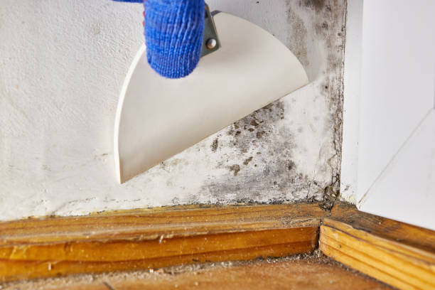 Mold Removal for HVAC Installations in San Manuel, AZ